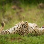 非凡娱乐下载的活动与福利:获取更多游戏资源 6xrt3bk