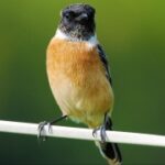 非凡娱乐下载的社交功能:结识志同道合的朋友 o980orc